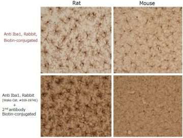 Anticuerpos anti Iba1 conjugados